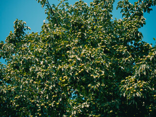 The crown of a pear tree against the blue sky. Many pears on the branches of a tree.