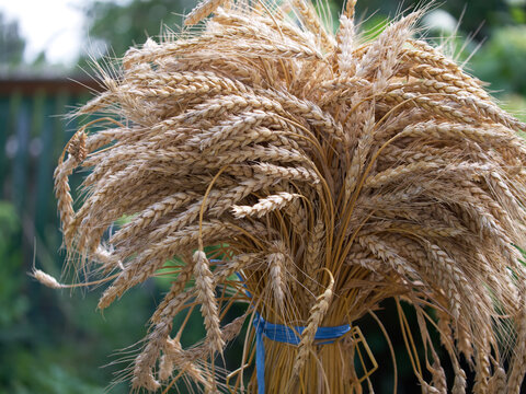 A sheaf of wheat ears, close-up. A bunch of ripe spikelets tied with blue ropes.