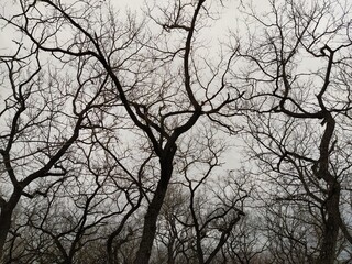 Branches of trees without leaves on the background of the winter sky