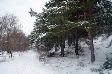 Taiga in Kiev Region at winter. Nature of Eastern Europe