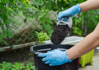 Hands showing abundance soil for agriculture or planting peach concept. Testing soil sample on...