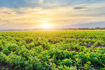 Green potato field at sunset. Potato field natural landscape in spring season.