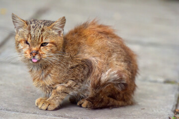 Fototapeta na wymiar sick one-eyed stray cat on the street
