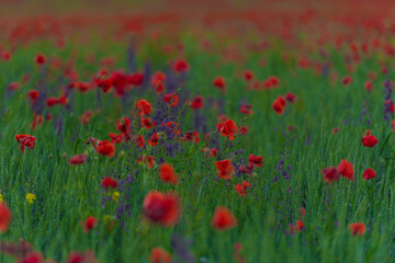 field with red poppies and purple flowers