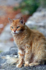 ginger cats on a city street