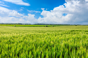 Green wheat field under blue sky. Wheat field natural landscape in spring. © ABCDstock
