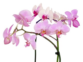 Fototapeta na wymiar two pink orchids Phalaenopsis isolated on white
