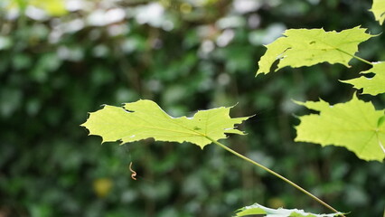 Bonn Germany June 2021 Leaves and branches of a maple tree in the forest against the natural green background in the sunshine