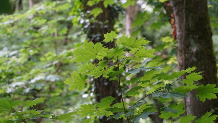 Bonn Germany June 2021 Leaves and branches of a maple tree in the forest against the natural green background in the sunshine