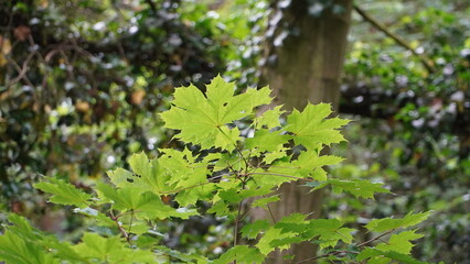 Bonn Germany June 2021 Leaves and branches of a maple tree in the forest against the natural green background in the sunshine