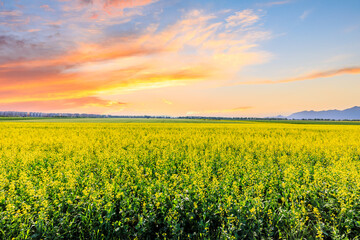 Blooming yellow rape flowers at sunset. Beautiful rape flowers natural landscape in spring.