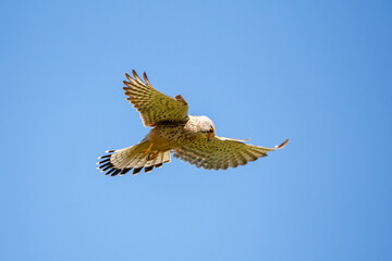 Turmfalke