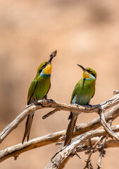 Swallow-tailed Bee-eater in the Kgalagadi