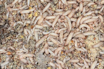 Larvae of Black Soldier Fly (Hermetia illucens) for protein animal feed ingredient.