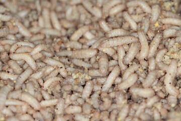 Larvae of Black Soldier Fly (Hermetia illucens) for protein animal feed ingredient.