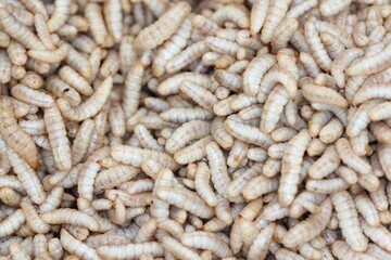 Larvae of Black Soldier Fly (Hermetia illucens) for protein animal feed ingredient.