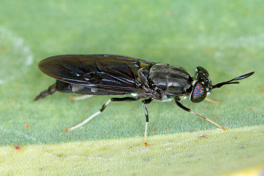 Black Soldier Fly - latin name is Hermetia illucens.  Close-up of fly sitting on a leaf. This species is used in the production of protein.