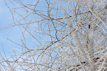 Tree branches covered with hoarfrost against a background blue sky. Soft focus. Copy space. Winter or first snow concept.