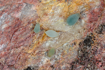 Underground aphids found under a stone in the garden. High magnification.