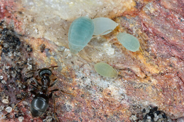 Underground aphids with ants. High magnification