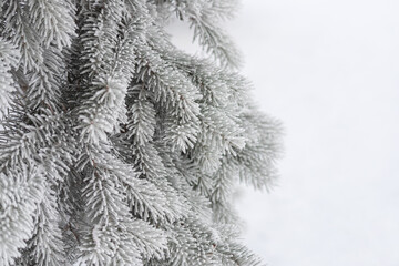 Frozen coniferous branches in white winter. Frost. Copy space. Winter or first snow concept.