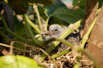 Red Collared Dove baby  in a nest on the tree