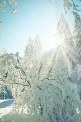 Schneebedeckter Baum im Sonnenlicht