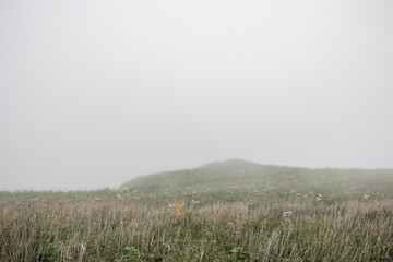 Field fog poor visibility, green flowering grasses