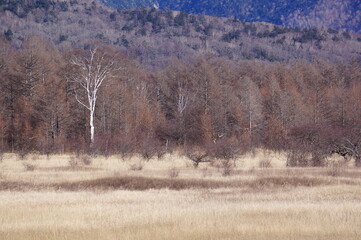 forest in winter