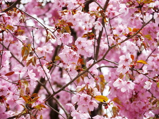 Pink cherry blossom in full bloom.