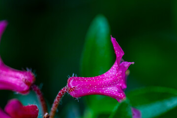 Rhododendron hirsutum flower growing in mountains, close up shoot	