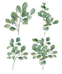 Eucalyptus leaves flora watercolor illustration for wedding card. Hand drawn greenery elements. Spring elegant garden florals in rustic style.