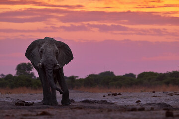 A lone male african elephant at a watering hole in the pink light of an African evening. Front view, eye contact, evening atmosphere.  Savuti Park, Botswana