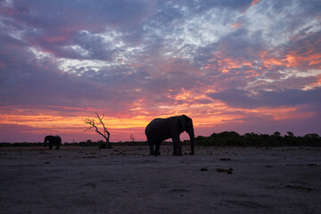 Fototapeta na wymiar Silhouette of an African elephant, Loxodonta africana against pink backlit clouds. Savuti, Botswana