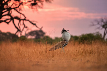 Kori Bustard, Ardeotis kori, the heaviest bird capable of flight, mating season, male attracts females forming a white "balloon" neck. Savannah, pink light, sunset, birding in Savuti Park, Botswana.
