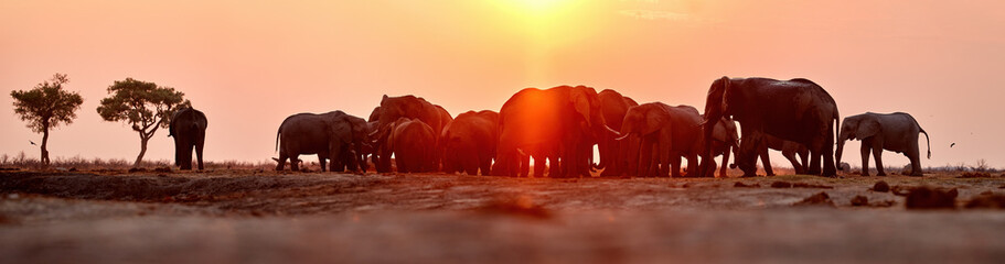 Panoramic photo of a herd of African elephants  against a red sunset. Scenes from the African wilderness. Savuti National Park, safari in Botswana.