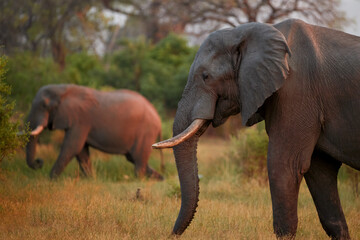 Portrait of a huge African elephant, Loxodonta, female with baby elephant in the background....