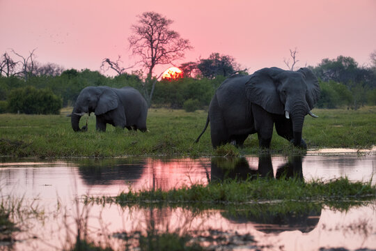 Sunset in the Okavango Delta wilderness, Botswana. An African elephant, Loxodonta, feeding on fresh green grass against a red sunset reflected on the water surface of a river. Safari vacation concept.