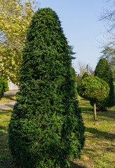 Fototapeta na wymiar Topiary art of Yew Taxus baccata in autumn city street. Formed evergreens in resort area of Goryachiy Klyuch. Krasnodar region, Russia