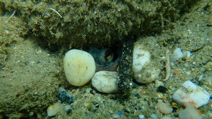 Common octopus (Octopus vulgaris) undersea, Aegean Sea, Greece, Halkidiki