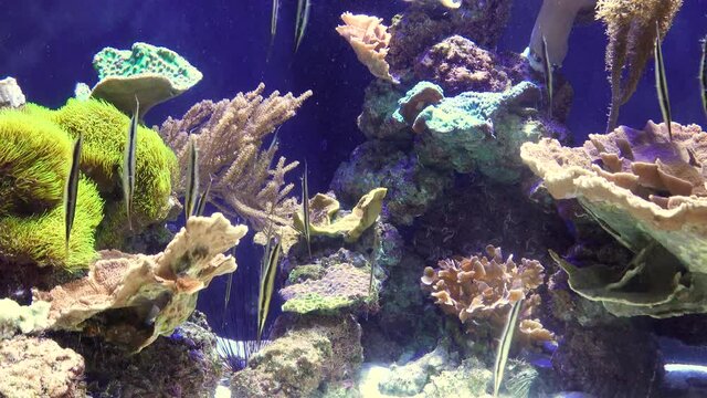 Shrimpfish (Aeoliscus strigatus), fish swims upside down in a saltwater aquarium