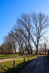 Fototapeta na wymiar Filare di alberi spogli al Parco del Ticinello di Milano