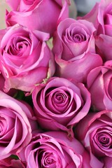 pink roses background