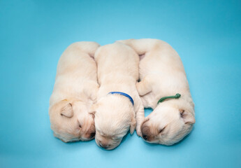 Szczeniaki 3 © Jagoda