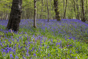 Bluebells in a UK woodland in springtime. UK wildflowers blooming in the trees. Ribble valley landscape