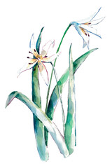 Watercolor bouquet of flowers  lily.