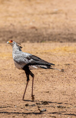 Secretary Bird in the Kgalagadi
