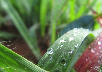 Gotas d´água na grama, macro. water drop on grass 