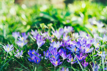 Purple crocus flowers in green grass, awakening in spring green grass in a sunny day. Blooming springtime. Soft selective focus. Copy space.