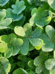 water drops on clover leaf